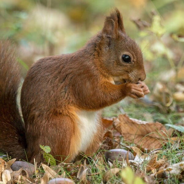 MiniTile / MixPix | Eichhörnchen