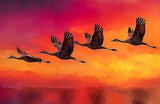 Poster (gerahmt) | Kupferner Himmel mit ziehenden Vögeln (square)